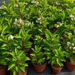 Hortenzia metlinatá (Hydrangea paniculata) ‘EARLY HARRY’® - výška 40-60 cm, kont. C3L